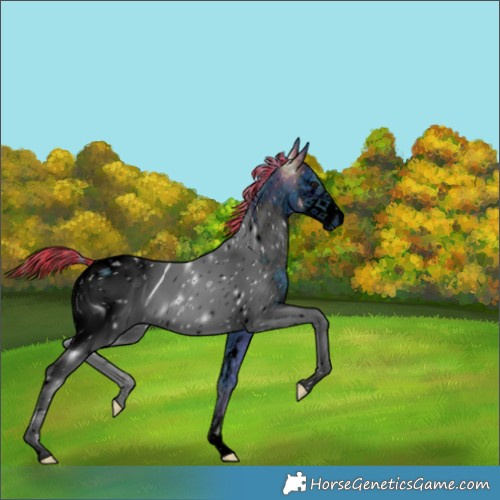 Horse Color:Unknown 