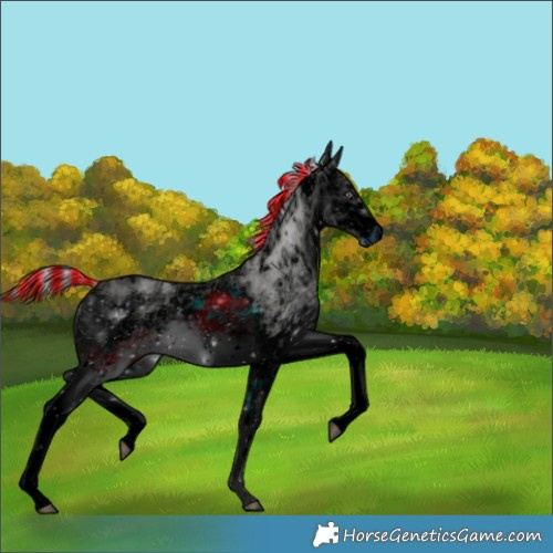 Horse Color:Unknown 