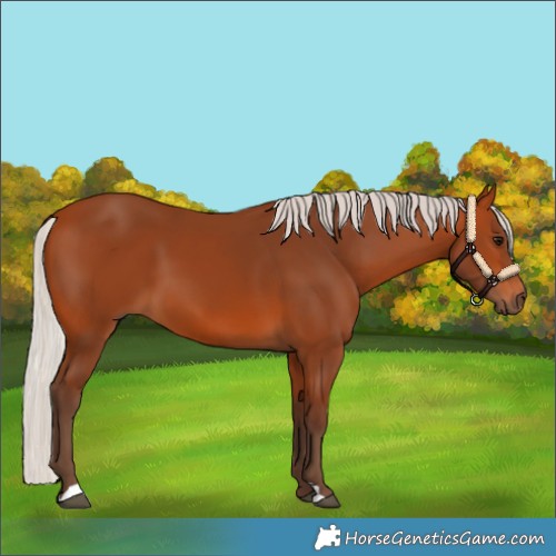 Horse Color:Silver Bay