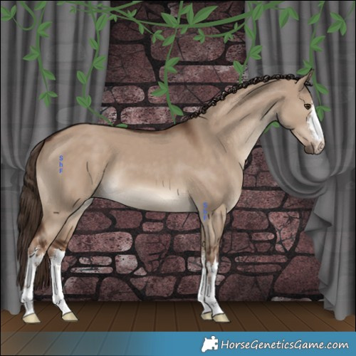 Horse Color:White Spotted Liver Red Dun 