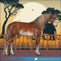 Horse Color:Liver Chestnut Tobiano  and White Spotted Chestnut 