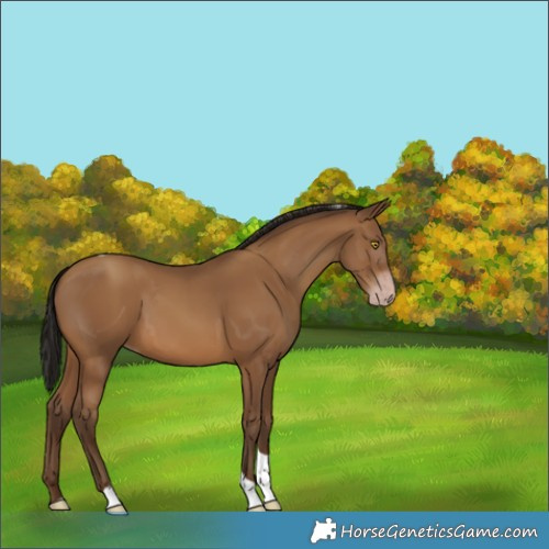 Horse Color:Unknown 