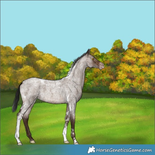 Horse Color:Unknown 