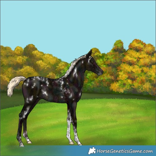 Horse Color:Unknown 