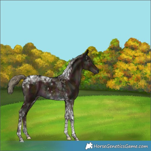 Horse Color:Unknown 