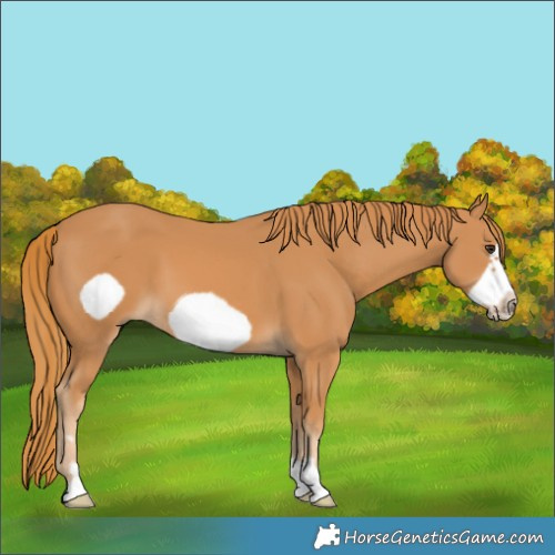 Horse Color:Chestnut Frame 
