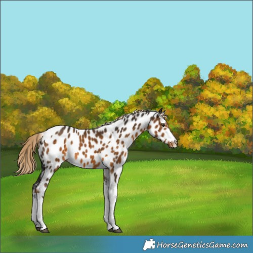 Horse Color:Chocolate Palomino Tobiano Appaloosa 