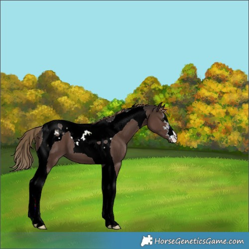 Horse Color:Liver Chestnut Tobiano 