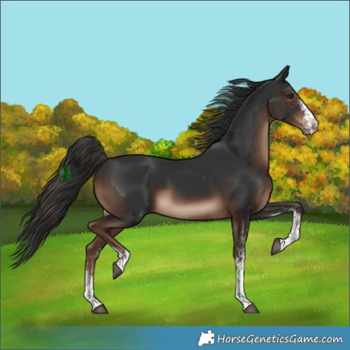 Horse Color:White Spotted Liver Chestnut