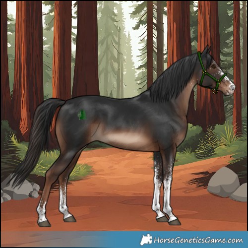 Horse Color:White Spotted Liver Chestnut 