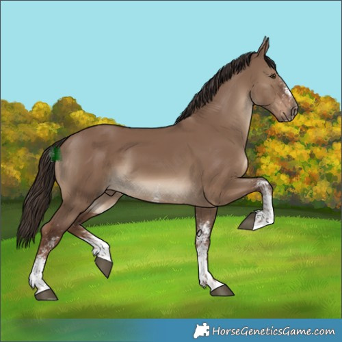 Horse Color:White Spotted Liver Red Dun