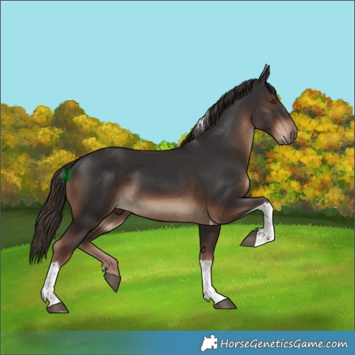 Horse Color:Liver Chestnut Tobiano