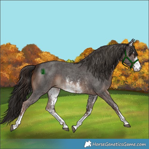 Horse Color:White Spotted Liver Chestnut 