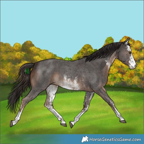 Horse Color:White Spotted Liver Chestnut