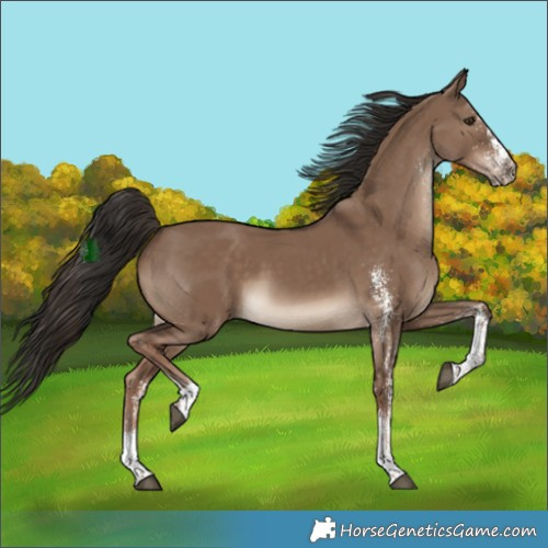 Horse Color:White Spotted Liver Red Dun