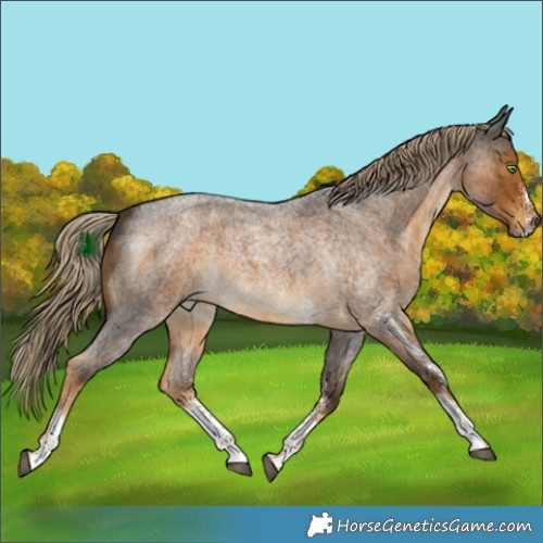 Horse Color:White Spotted Chocolate Palomino Roan