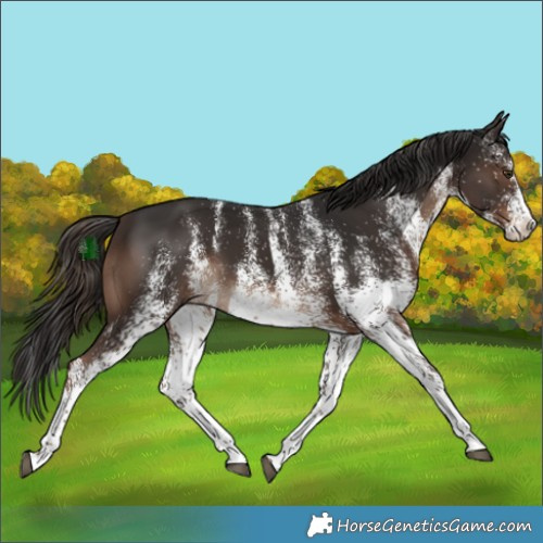 Horse Color:White Spotted Liver Chestnut Splash