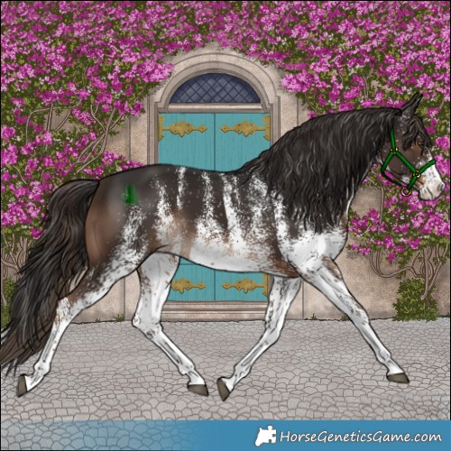 Horse Color:White Spotted Liver Chestnut Splash 