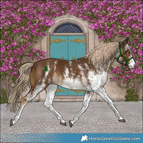 Horse Color:White Spotted Chocolate Palomino 