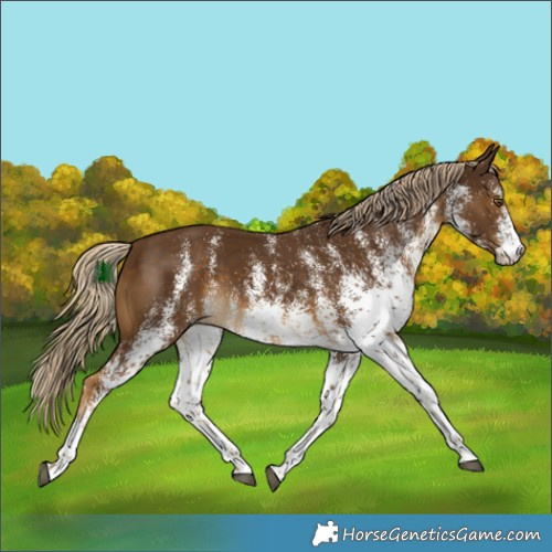 Horse Color:White Spotted Chocolate Palomino