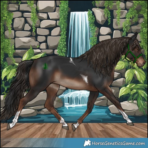 Horse Color:Liver Chestnut Tobiano