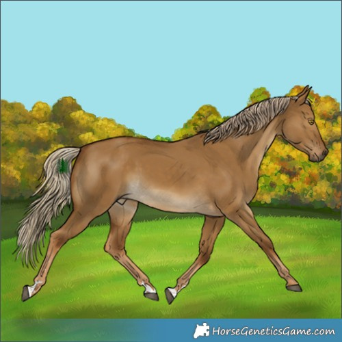 Horse Color:Chocolate Palomino Dun Rabicano
