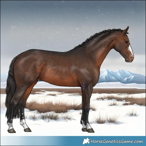 Horse Color:Brown Appaloosa Rabicano