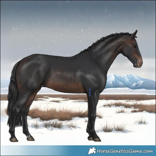 Horse Color:Brown Mushroom Appaloosa 