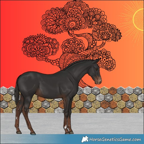 Horse Color:Liver Chestnut Appaloosa 