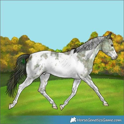 Horse Color:Plaid  Liver Red Dun Sabino Tobiano Frame Rabicano 