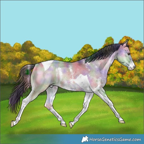 Horse Color:Nacre Liver Red Dun Onyx Sabino Tobiano Rabicano