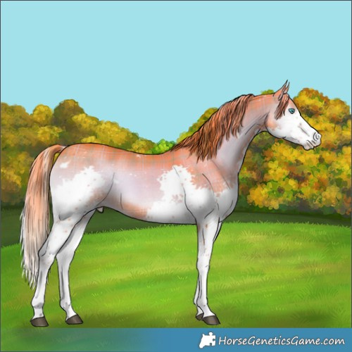 Horse Color:Watercolor Plaid  White Spotted Liver Red Onyx Splash Tobiano Rabicano 