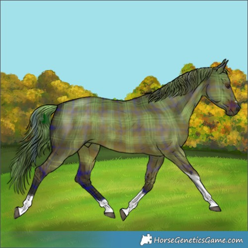 Horse Color:Plaid  Liver Red Dun Tobiano 