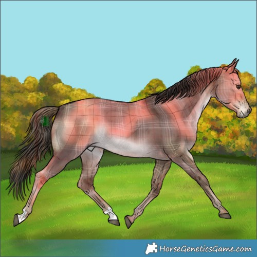 Horse Color:Plaid Liver Red Dun Brindle