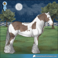 Horse Color:Silver Black and White Spotted Black