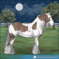Horse Color:Silver Black and White Spotted Black