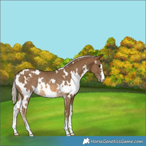 Horse Color:White Spotted Chocolate Palomino Rabicano 