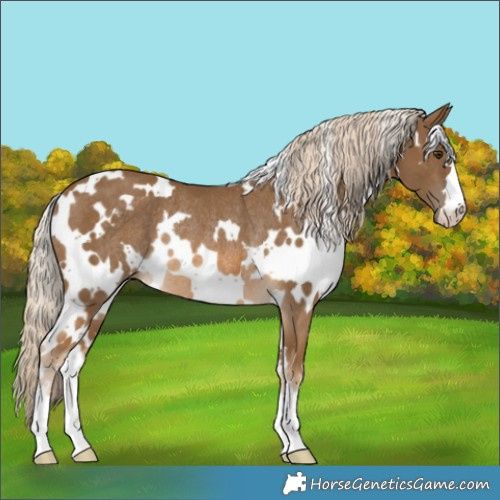 Horse Color:White Spotted Chocolate Palomino Rabicano 