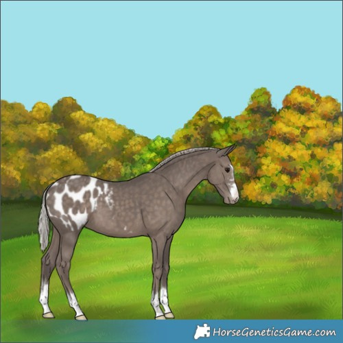 Horse Color:Silver Black Appaloosa