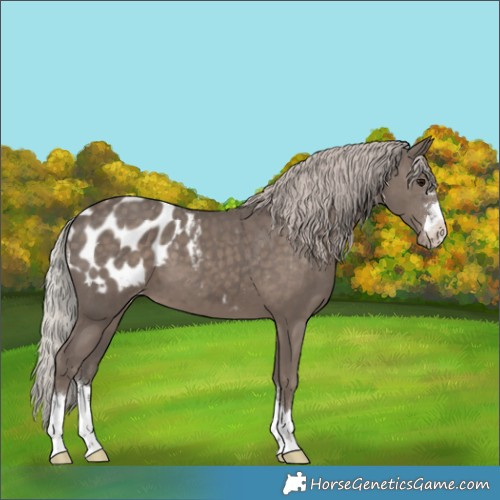 Horse Color:Silver Black Blanket