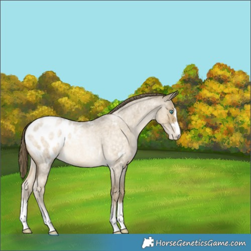 Horse Color:Buckskin Roan Pearl Appaloosa