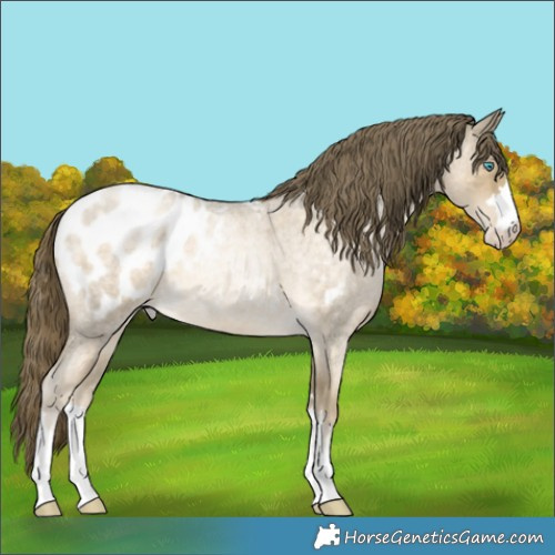Horse Color:Buckskin Roan Pearl Blanket