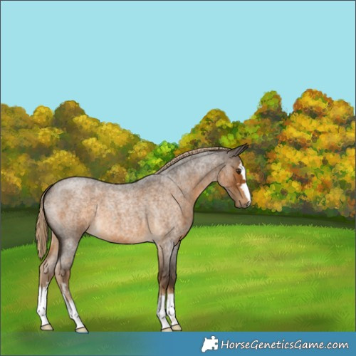 Horse Color:Chocolate Palomino Roan