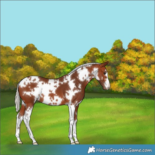 Horse Color:White Spotted Silver Brown Appaloosa 