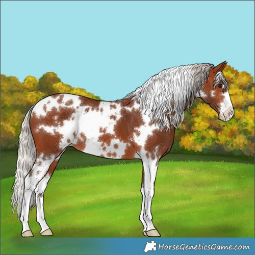 Horse Color:White Spotted Silver Brown Varnish 