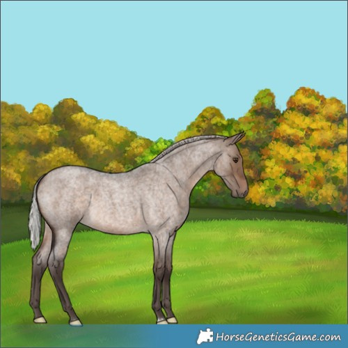 Horse Color:Silver Brown Roan Dun 