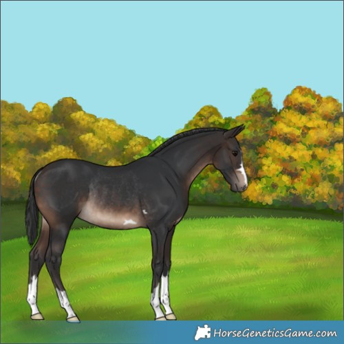 Horse Color:Brown Rabicano