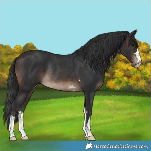 Horse Color:Brown Rabicano 