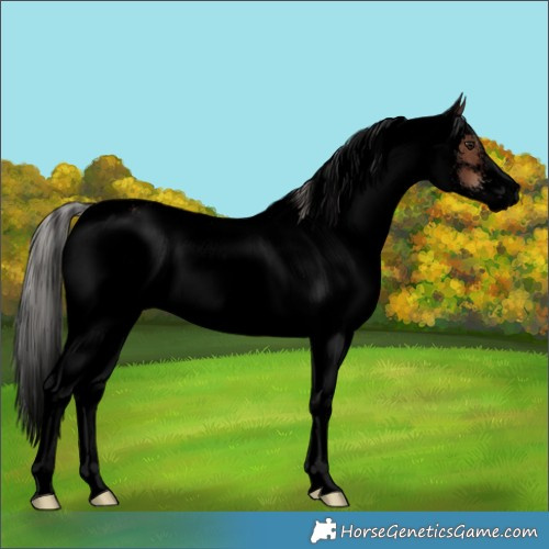 Horse Color:Void White Spotted Silver Brown 
