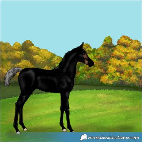 Horse Color:Void White Spotted Silver Brown 